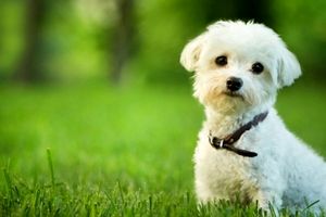 هزینه‌های نجومی برای آرایشگاه سگ و گربه/ زندگی لاکچری حیوانات خانگی بچه‌پولدار‌ها