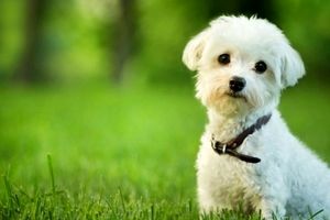 هزینه‌های نجومی برای آرایشگاه سگ و گربه/ زندگی لاکچری حیوانات خانگی بچه‌پولدار‌ها