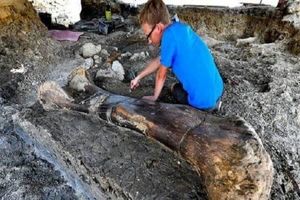 استخوان دو متری دایناسور ۱۴۰ میلیون ساله کشف شد