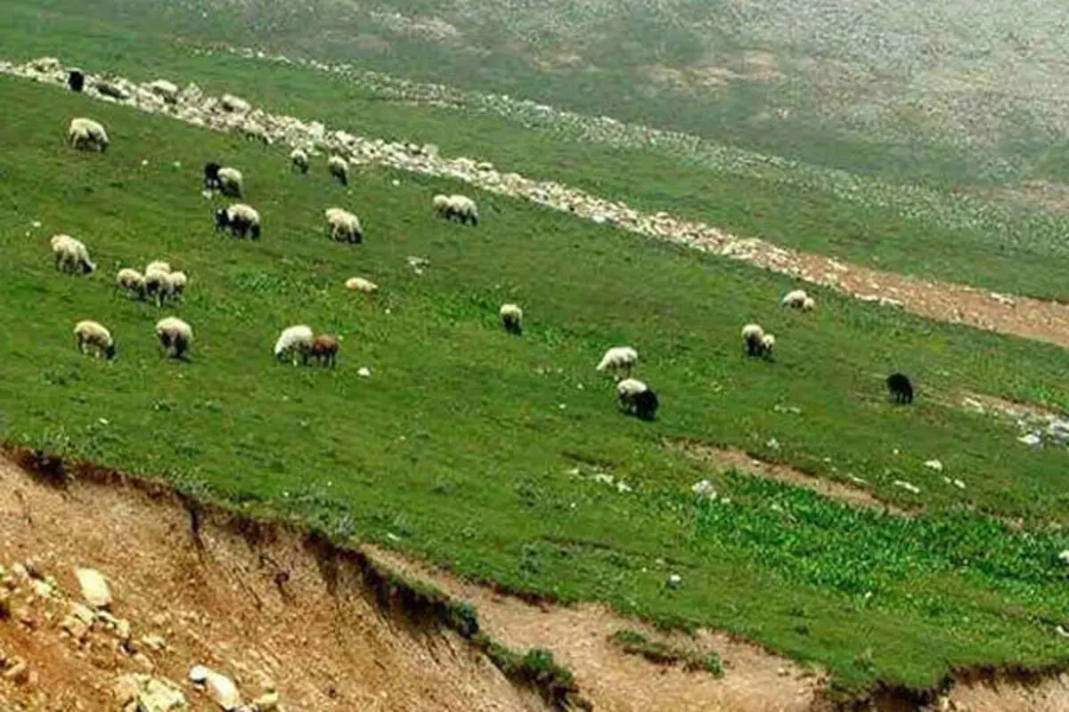 کاهش ۲ درصدی تعداد بره در دامداری‌های کشور