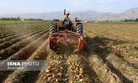 روزگار ناخوش سیب‌زمینی