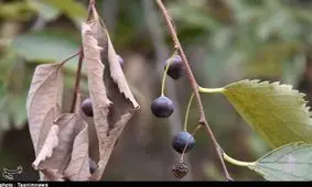 گلایه حامیان طبیعت زاگرس از شورای عالی محیط زیست؛ بخش الوار گرمسیری در مناطق چهارگانه محیط زیست ثبت شود