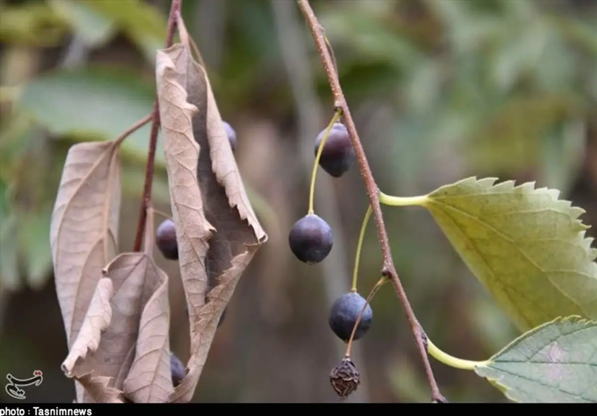 گلایه حامیان طبیعت زاگرس از شورای عالی محیط زیست؛ بخش الوار گرمسیری در مناطق چهارگانه محیط زیست ثبت شود