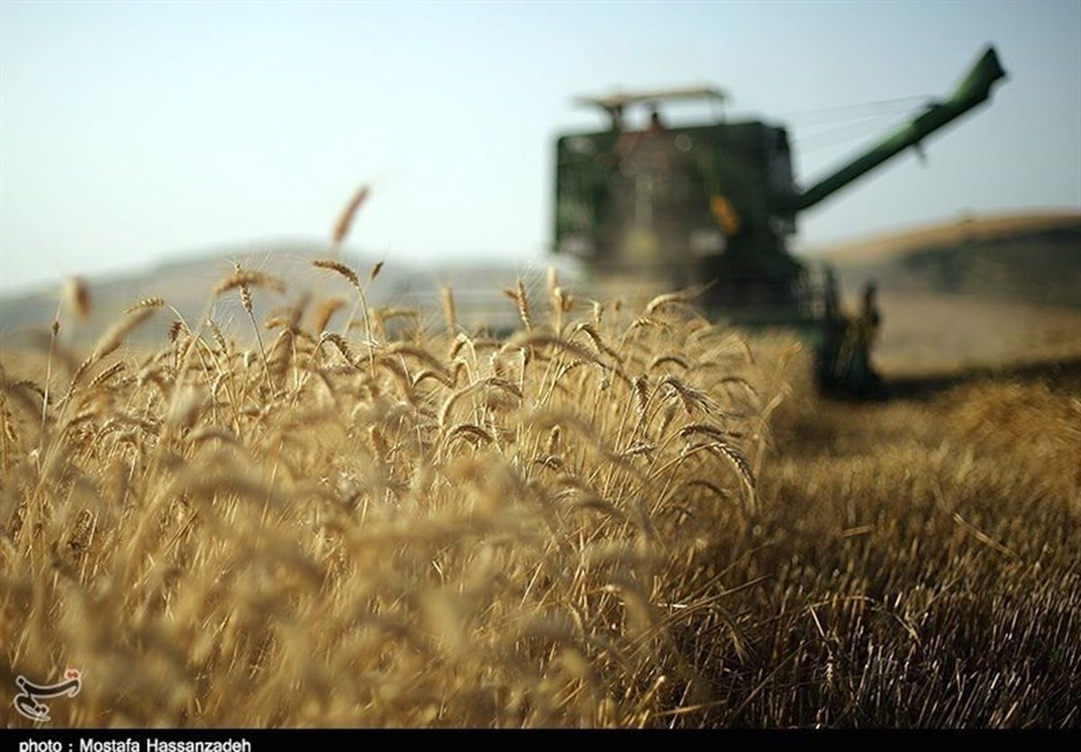 تولید ۷۰۰ هزار تن گندم در آذربایجان غربی/ افزایش ۳۰ درصدی تولید گندم در راه است