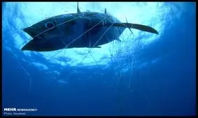 تاثیر زباله های انسانی بر محیط زیست زیر دریا‎+ عکس