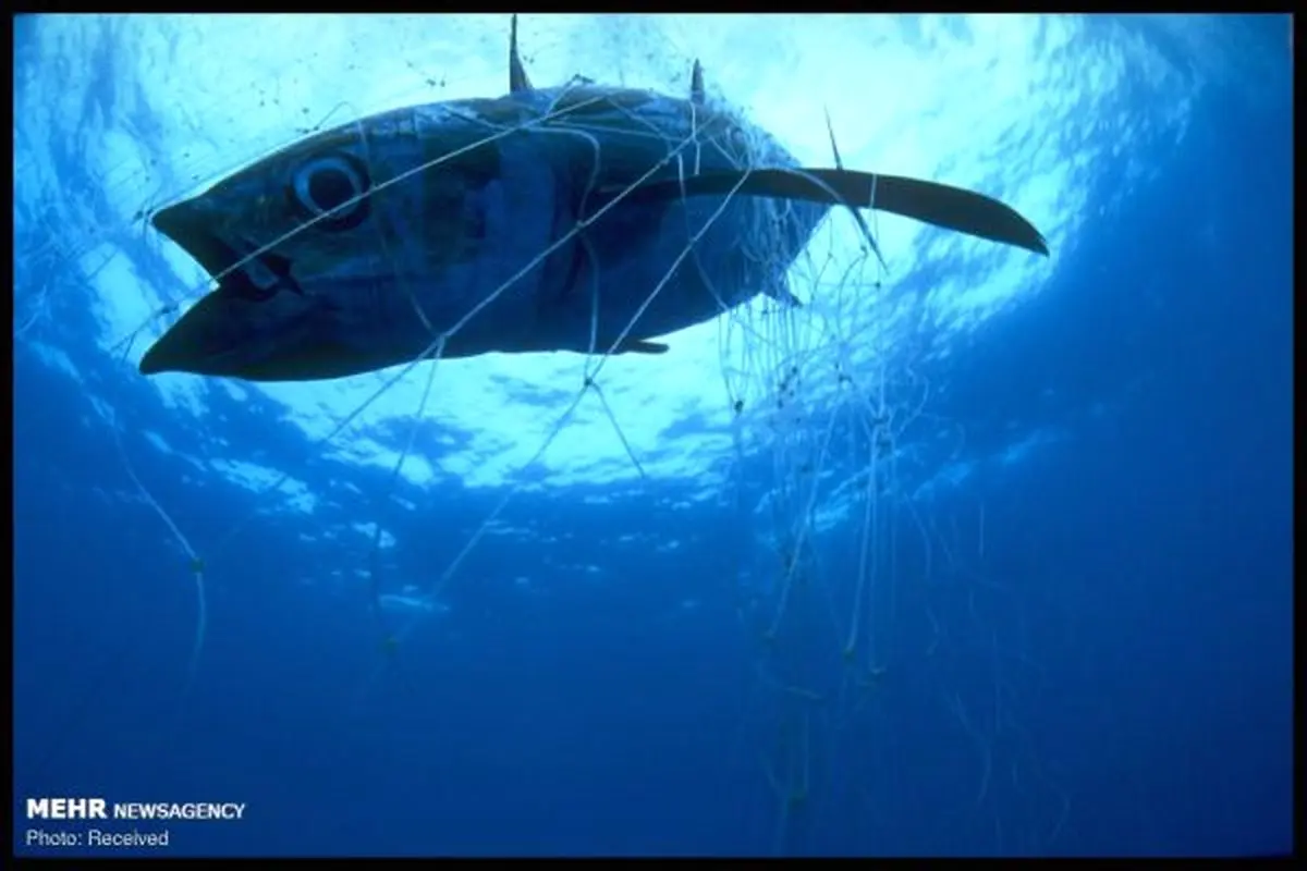 تاثیر زباله های انسانی بر محیط زیست زیر دریا‎+ عکس