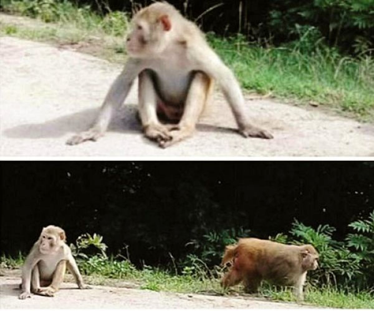 میمون‌های وحشی چگونه از سیاهکل سر درآوردند؟