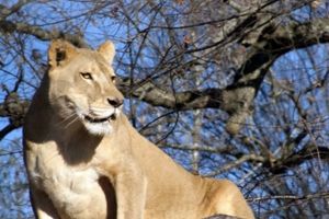 سلطان جنگل قربانی گرمای هوا شد / مرگ شیر 17 ساله در باغ وحش کارولینای شمالی بر اثر گرمازدگی