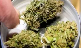 استفاده دارویی از ماری جوآنا برای درمان صرع حاد