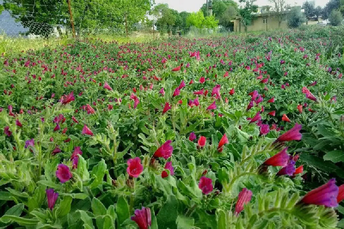 یک هزار هکتار از اراضی کشاورزی زیر کشت گیاهان دارویی است