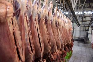 تولید گوشت قرمز ۲۹ درصد کم شد