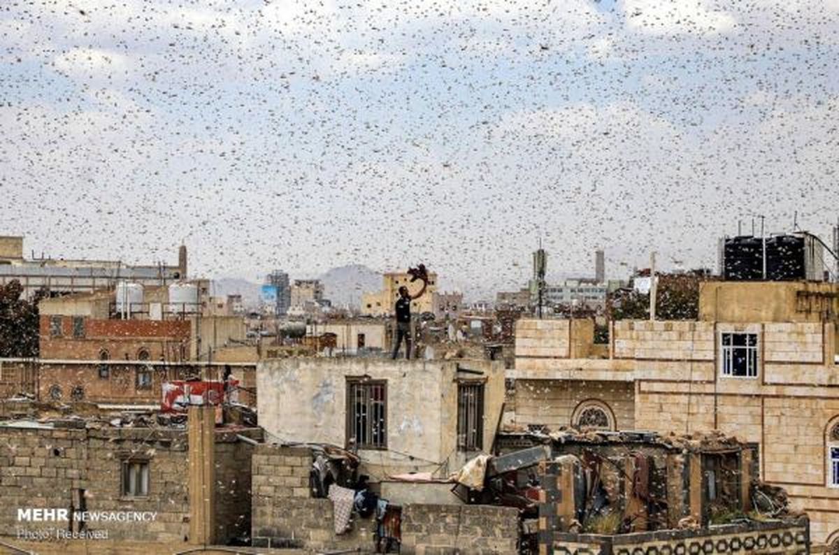 ملخ ها در آسمان صنعا+ عکس