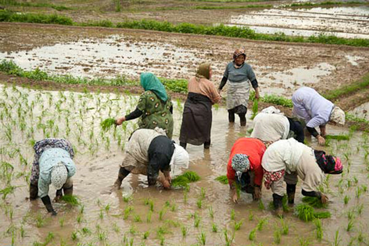 تولید ۱۰۰ محصول کشاورزی توسط زنان درباغچه های خانگی آغاز می شود