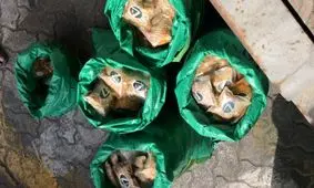 کشف 800 هزار قرص روانگردان از کیسه‌های برنج