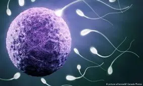 ژاپن اجازه تولید انسان – حیوان را صادر کرد