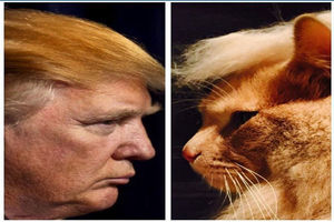 ترامپ بازیگر «شهر گربه‌ها» می‌شود