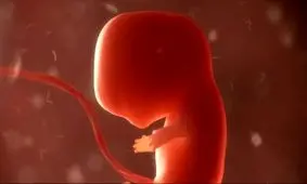 ساخت اولین جنین ترکیبی انسان و میمون