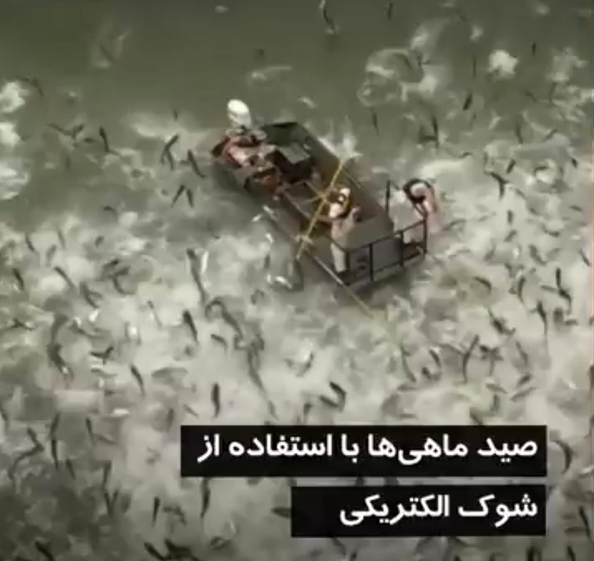 فیلم| صید بیرحمانه ماهی در کنتاکی آمریکا