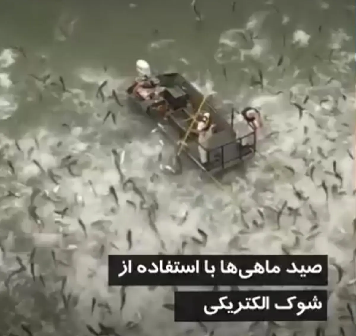 فیلم| صید بی‌رحمانه ماهی در کنتاکی آمریکا