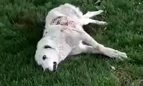 مرد سگ کش دستگیر شد / او در پارس آباد فیلم وحشت انتشار می‌داد