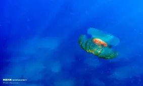 تصاویر منتخب حیات وحش هفته