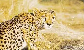 یوزپلنگ مرد 40 ساله را در قزوین تیکه و پاره کرد