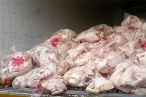 خریداری مرغ منجمد از تولیدکنندگان در استان قزوین ۵۵ درصد افزایش یافت