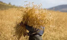 خرید تضمینی گندم به ۷ میلیون و ۸۰ هزار تن رسید