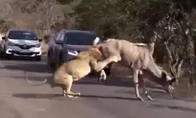 فیلم| شکار گوزن توسط شیر مقابل چشم توریست‌ها