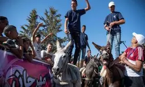 کلئوپاترا، زیباترین الاغ مراکش