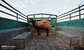 بازار فروش دام در آستانه عید قربان+ عکس