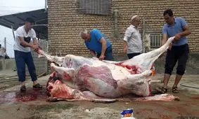 قربانی گاو و گوسفند در آق قلا به میمنت عید قربان