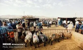 قیمت عرضه دام زنده در عید سعید قربان ۴۷ هزار تومان است