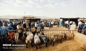 قیمت عرضه دام زنده در عید سعید قربان ۴۷ هزار تومان است