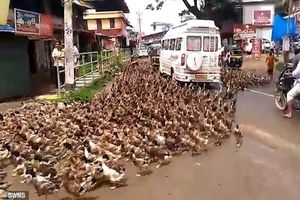 حمله هزاران اردک به خیابان‌های هند