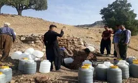 آغاز برداشت «سقز» در ایلام/ پیش بینی برداشت ۱۰۰ تن محصول