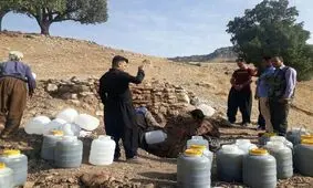 آغاز برداشت «سقز» در ایلام/ پیش بینی برداشت ۱۰۰ تن محصول