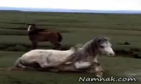 گریه کره اسب جان مادرش را نجات داد + تصاویر