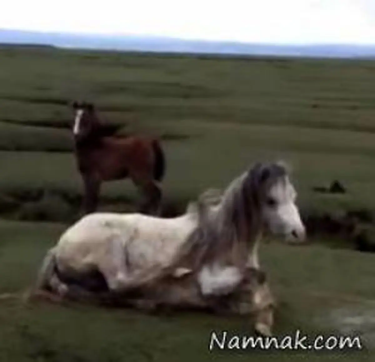 گریه کره اسب جان مادرش را نجات داد + تصاویر