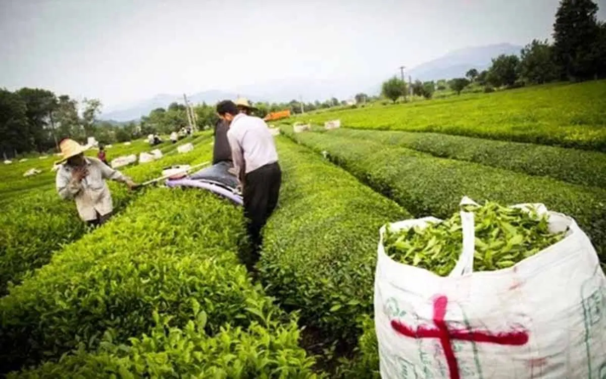 خرید برگ سبز چای از ۸۹ هزار و ۸۰۰ تن گذشت / قیمت هر کیلو چای داخلی ممتاز ۶۰ هزار تومان است
