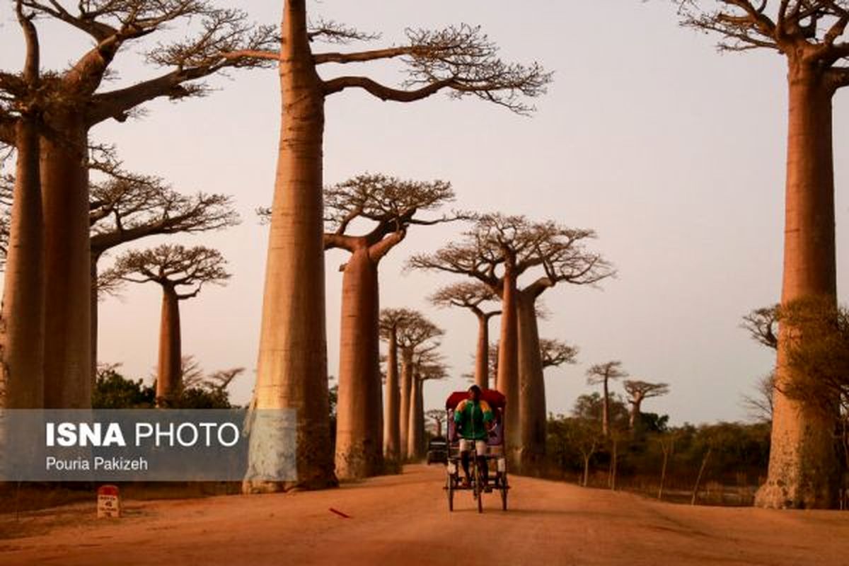 سفر به «ماداگاسکار»+ عکس