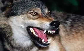 دریده شدن 4 مرد توسط گرگ‌های گرسنه در سلماس