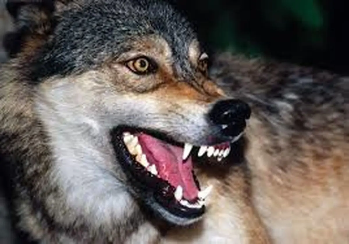 دریده شدن 4 مرد توسط گرگ‌های گرسنه در سلماس