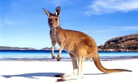 فیلم| وقتی کانگورو برف می‌بیند