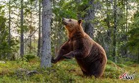 انتقام بی رحمانه خرس قهوای از یک مرد بازنشسته روس