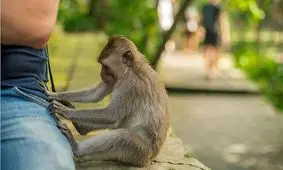 چرا تاکنون در طی پدیده «فرگشت» حتی یک میمون به انسان تبدیل نشده است؟