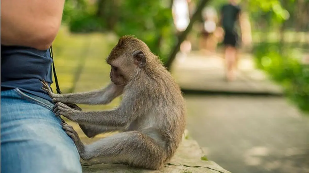 چرا تاکنون در طی پدیده «فرگشت» حتی یک میمون به انسان تبدیل نشده است؟