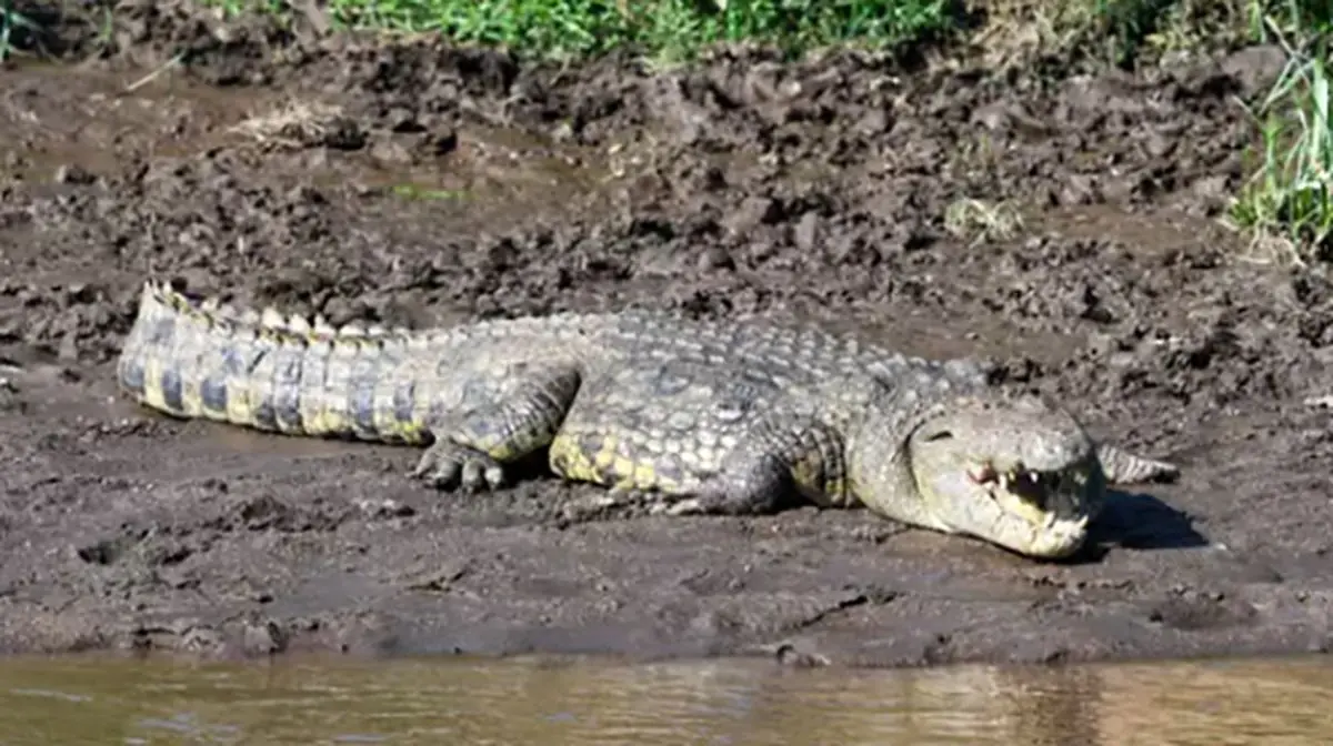 گاندو پسر بچه ۱۰ ساله را با خود به داخل آب کشید و خورد!