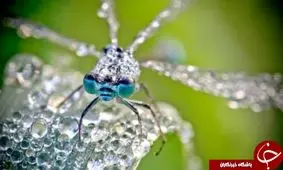 چرا حشرات زیادی در دنیای اطراف ما زندگی می کنند؟