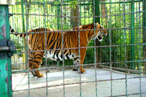 مرگ مشکوک ببرها در باغ وحش وکیل‌آباد